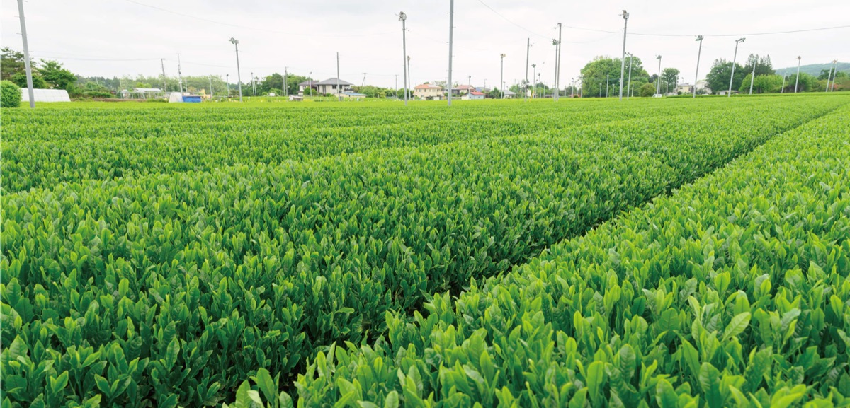 瑞穂町に広がる森藤園の茶畑