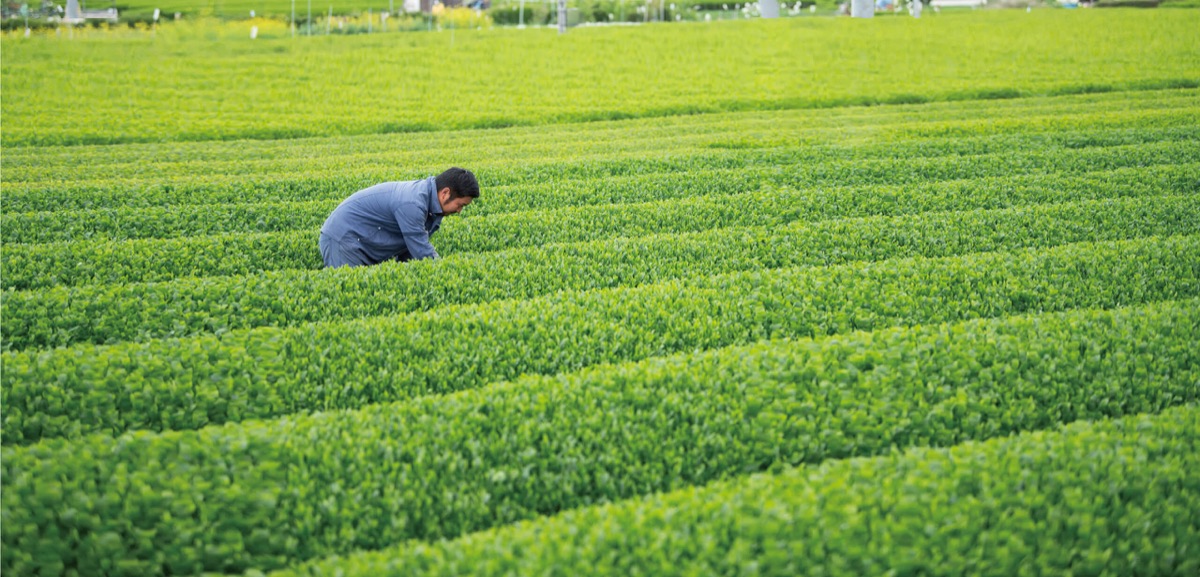 茶畑にかがみ込み茶葉の状態を確認する生産者